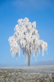 Silver birch (Betula pendula) standing on a meadow with hoarfrost on the branches in front of blue