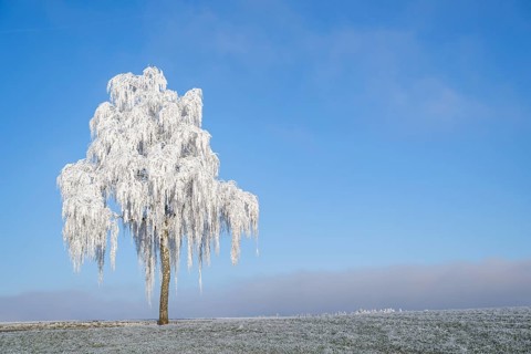 Silver birch (Betula pendula) standing on a meadow with hoarfrost on the branches in front of blue