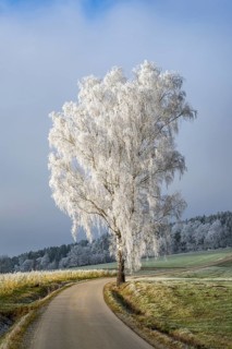 Silver birch (Betula pendula) standing beside a road with hoarfrost on the branches at sunshine in