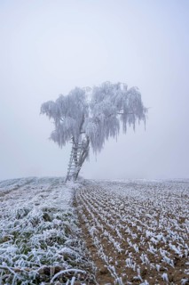 Silver birch (Betula pendula) with a raised hide in a meadow with hoarfrost on the branches in