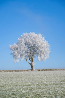 Silver lime tree (Tilia tomentosa) with hoarfrost on the branches standing on a meadow on a sunny