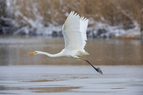 Great White Egret (Egretta alba) Germany