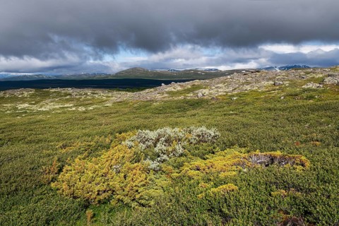 Weite, baumlose Gebirgslandschaft, tiefhängende Wolken, Pilgerweg Olavsweg, Olavsleden oder