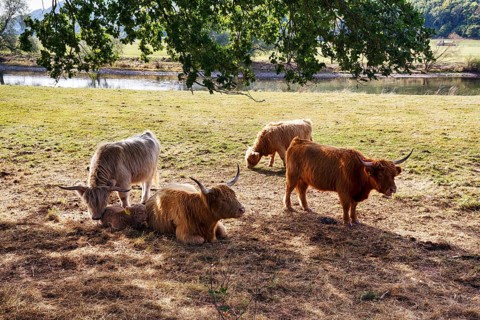 Hochlandrinder, Herde mit Kalb sucht Schatten, Neugeborenes liegt bei seiner Mutter,