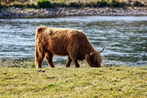 Hochlandrind grast am Flussufer, Landschaftspflege, Weidehaltung an der Weser, Holzminden,