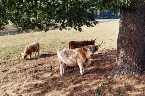 Hochlandrinder suchen Schatten an einem heißen Sommertag, Landschaftspflege, Weidehaltung,