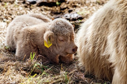 Hochlandrind, Kalb, Neugeborenes liegt bei seiner Mutter, Landschaftspflege, Weidehaltung,