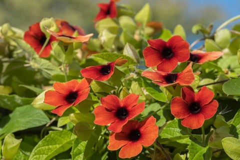 Schwarzäugige Susanne (Thunbergia alata), Münsterland, Nordrhein-Westfalen, Deutschland