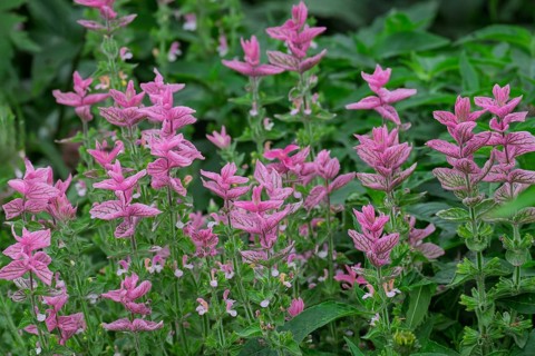 Buntschopf-Salbei oder Schopf-Salbei (Salvia viridis, Salvia horminum), Nordrhein-Westfalen,