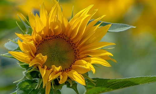 Sonnenblume, Pfalz, Rheinland-Pfalz, Deutschland