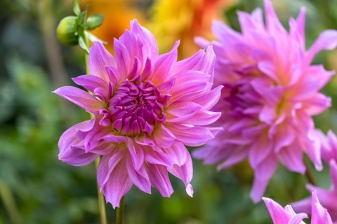 Zwei große pink-violette Dahlien blühen im Garten vor grünem Hintergrund, Münsterland,