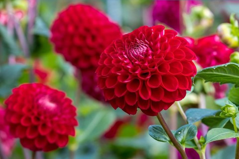 Dahlien (Dahlia), Münsterland, Nordrhein-Westfalen, Deutschland