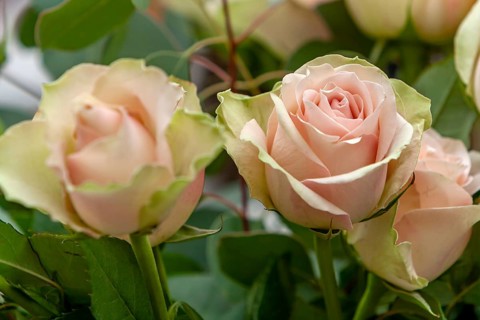 Rose (Rosa sp.), Münsterland, Nordrhein-Westfalen, Deutschland