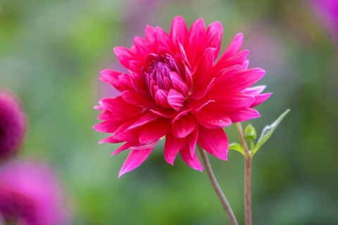 Dahlie (Dahlia), Münsterland, Nordrhein-Westfalen, Deutschland