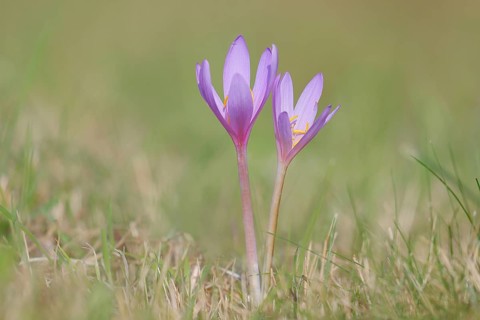 Autumn crocus (Colchicum autumnale), autumn crocus (Colchica) flowering in meadow, wet meadow,