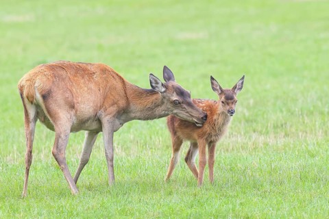 Adult red deer cow (Cervus elaphus) with calf standing in a meadow, licking fur from calf,