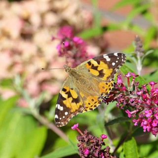 Distelfalter (Vanessa cardui) auf einer Blüte des Sommerflieders (Buddleja davidii), Wilnsdorf,