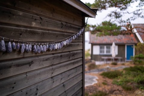 Shell necklace on a wooden wall, Resö Island, Bohuslän, Skagerrak, Sotenäs, Västra Götalands län,