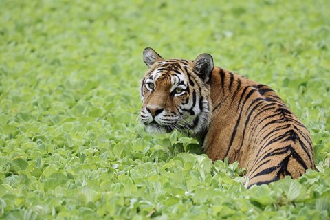 Siberian tiger (Panthera tigris altaica) in a pond with water lettuce (Pistia stratiotes), captive,