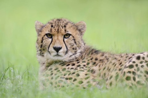 Cheetah (Acinonyx jubatus), captive, occurring in Africa
