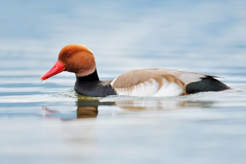Red-crested pochard (Netta rufina), swimming drake, Lake Constance, Baden-Württemberg, Germany