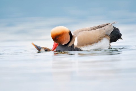 Red-crested pochard (Netta rufina), pair copulating, Lake Constance, Baden-Württemberg, Germany