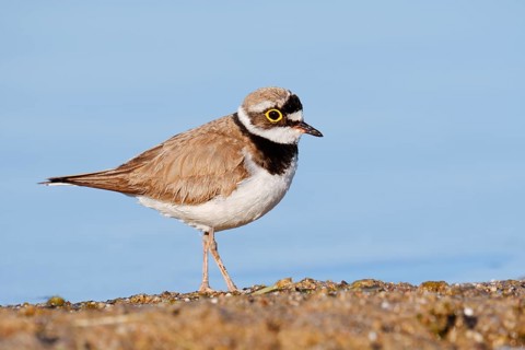 Little Ringed Plover (Charadrius dubius), North Rhine-Westphalia, Germany