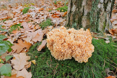 Wood Cauliflower fungus or fat hen (Wood Cauliflower crispa) in autumn, Gelderland, Netherlands