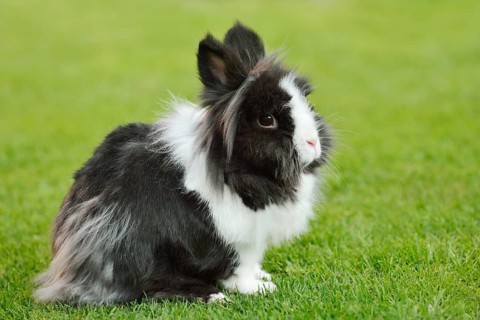 Lionhead rabbit (Oryctolagus cuniculus forma domestica) in a meadow, North Rhine-Westphalia,