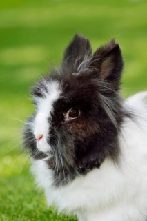 Lionhead rabbit (Oryctolagus cuniculus forma domestica) in a meadow, North Rhine-Westphalia,