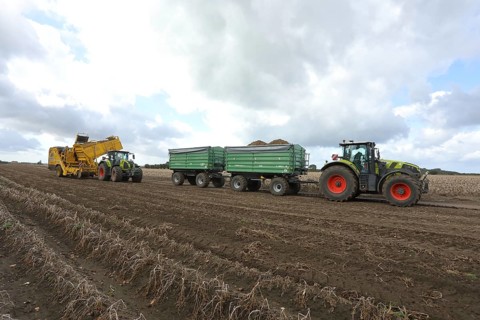 Agricultural harvesting of potatoes with potato harvester ROPA Keiler 2 in front of tractor Claas