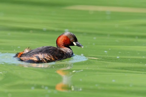 Little grebe (Tachybaptus ruficollis), North Rhine-Westphalia, Germany