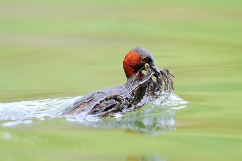 Little grebe (Tachybaptus ruficollis) swimming with nesting material in its beak, North
