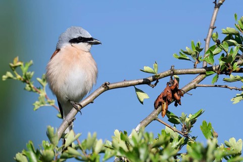 Red-backed shrike (Lanius collurio), male, North Rhine-Westphalia, Germany