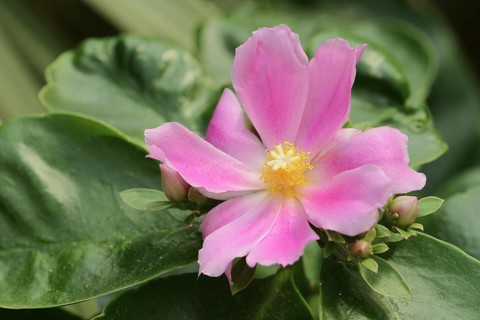 Deciduous cactus or pereskia (Pereskia grandifolia), flower, native to Brazil