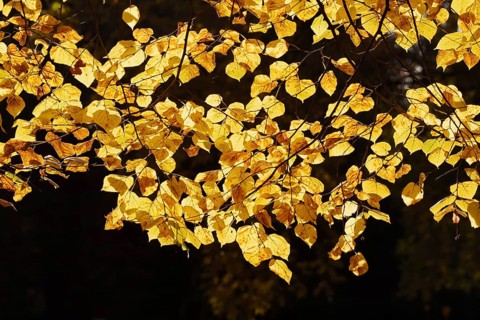 Summer lime (Tilia platyphyllos), leaves in autumn, North Rhine-Westphalia, Germany