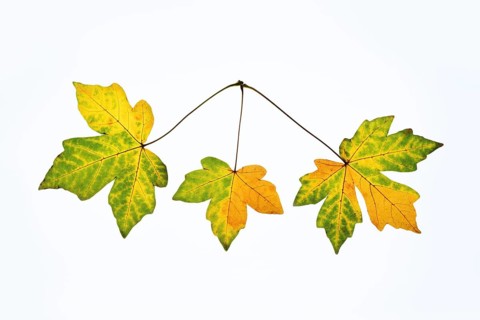 Sugar maple (Acer saccharum), leaves in autumn against a white background, North Rhine-Westphalia,