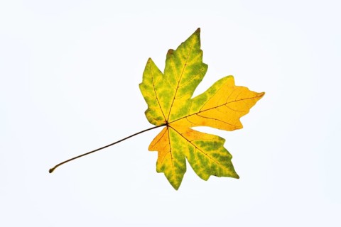 Sugar maple (Acer saccharum), leaf in autumn against a white background, North Rhine-Westphalia,