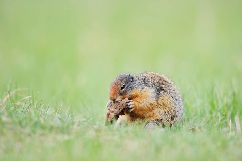 Columbia ground squirrel (Urocitellus columbianus, Spermophilus columbianus) feeding in a meadow,