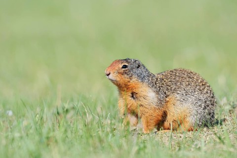 Columbia ground squirrel (Urocitellus columbianus, Spermophilus columbianus), Jasper National Park,