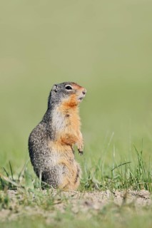 Columbia ground squirrel (Urocitellus columbianus, Spermophilus columbianus) standing upright in a