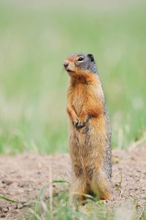 Columbia ground squirrel (Urocitellus columbianus, Spermophilus columbianus) standing upright on