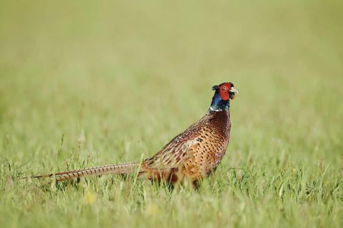 Hunting pheasant (Phasianus colchicus), cock standing in a meadow, North Rhine-Westphalia, Germany