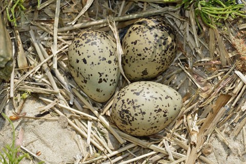 Oystercatcher (Haematopus ostralegus), clutch in nest, North Holland, Netherlands