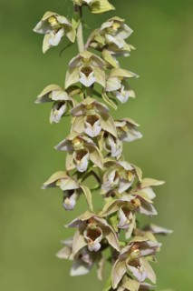 Broad-leaved helleborine or broad-leaved marsh orchid (Epipactis helleborine), inflorescence, North