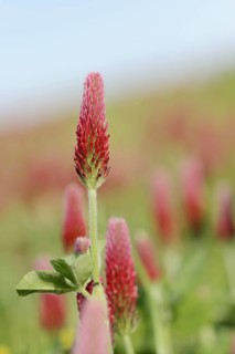 Purple clover or foxtail clover (Trifolium rubens), inflorescence, North Rhine-Westphalia, Germany