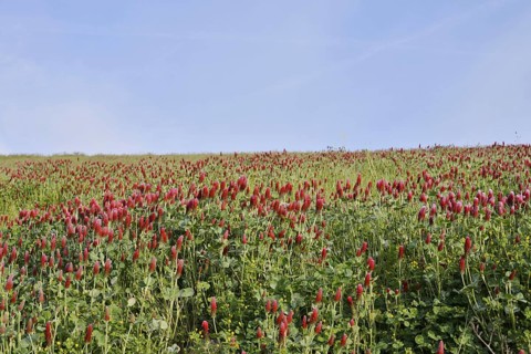 Purple clover or foxtail clover (Trifolium rubens) flowering, North Rhine-Westphalia, Germany