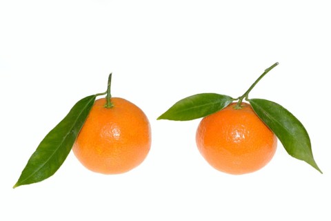 Clementine (Citrus clementina), fruit and leaves on a white background
