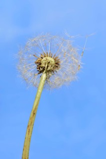 Common dandelion (Taraxacum sect. Ruderalia), dandelion, North Rhine-Westphalia, Germany
