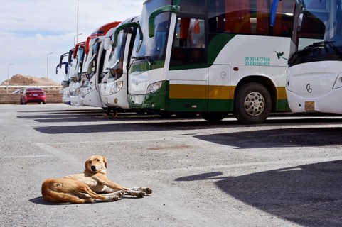 Dog and buses at the car park of Hatshepsut Temple, Mortuary Temple of Hatshepsut, Deir el-Bahari,